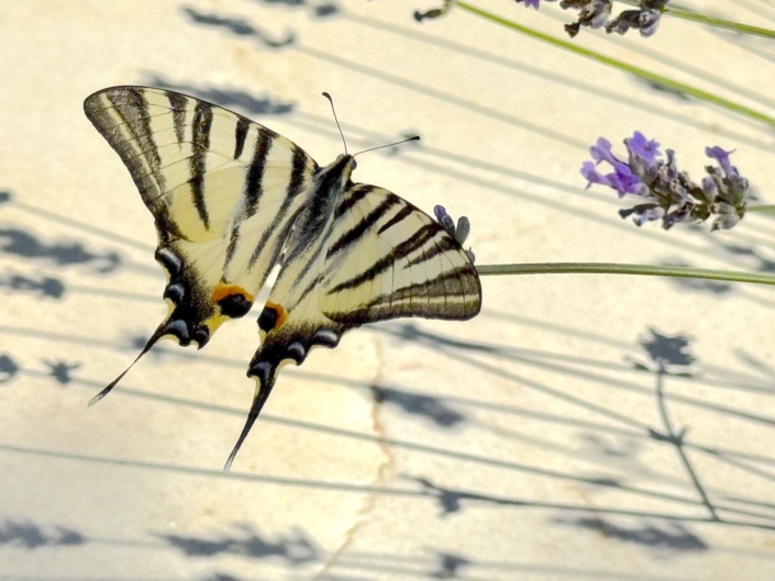 Ambiance à la Villa Balāo, papillon sur la lavande