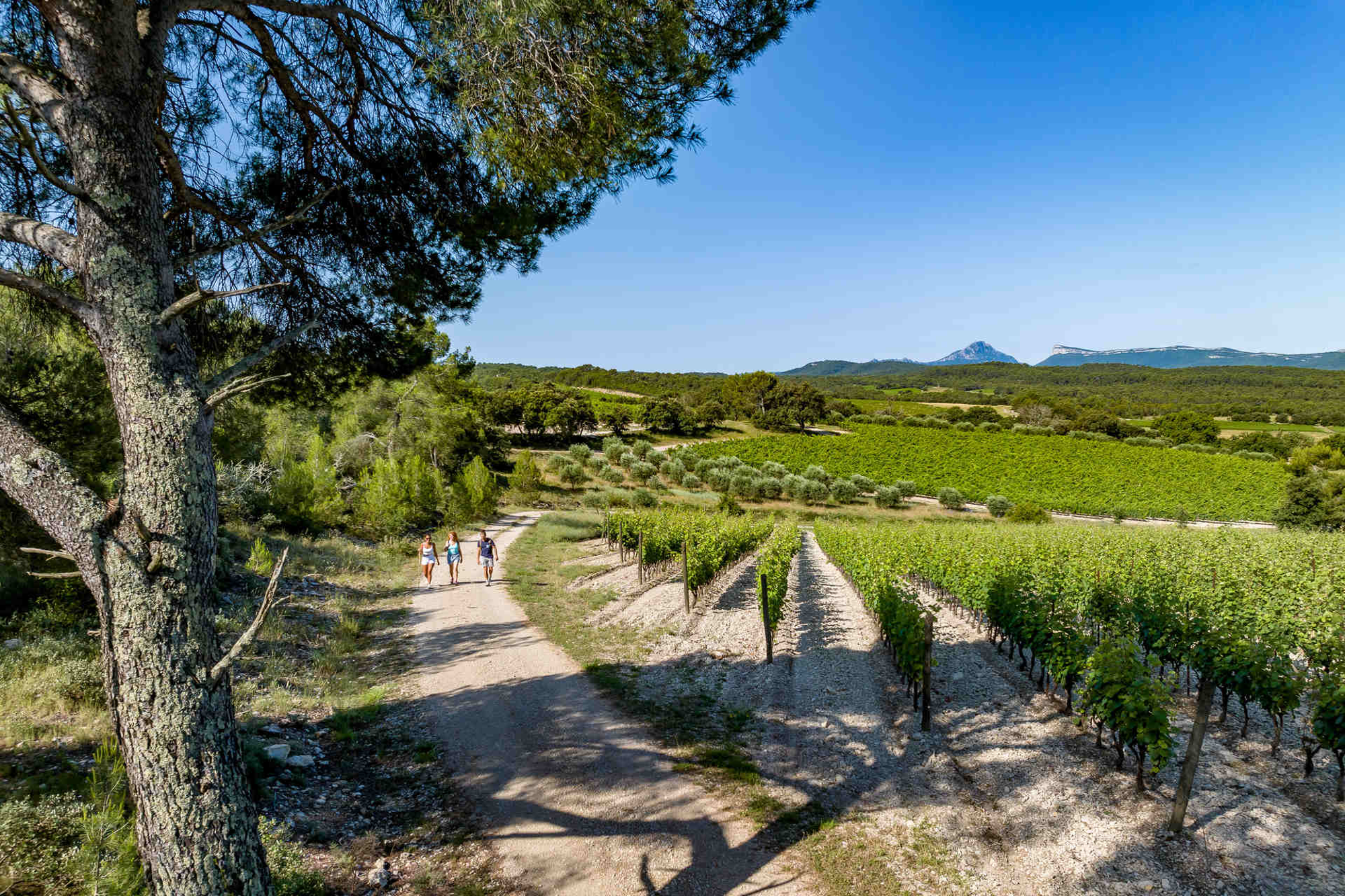 Vignobles de la Bergerie à Fenouillet, dans l’Hérault Vignobles de la Bergerie à Fenouillet, dans l’Hérault