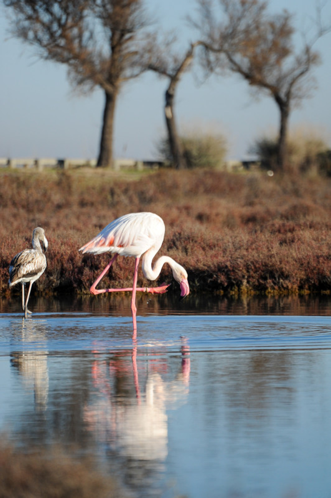 Greater flamingos on the Étang de Thau